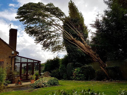 tree-removals-Rochdale